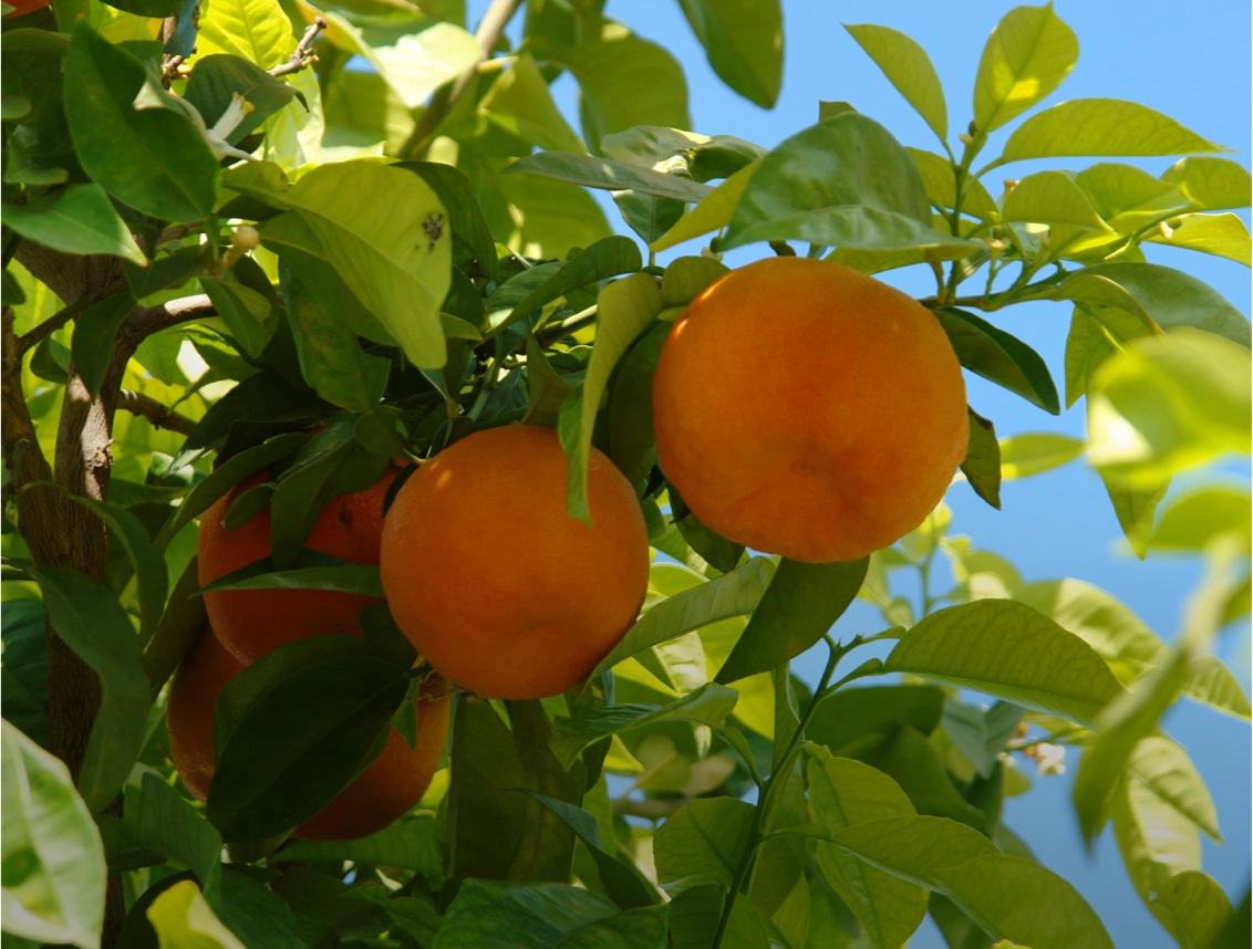 Frutas