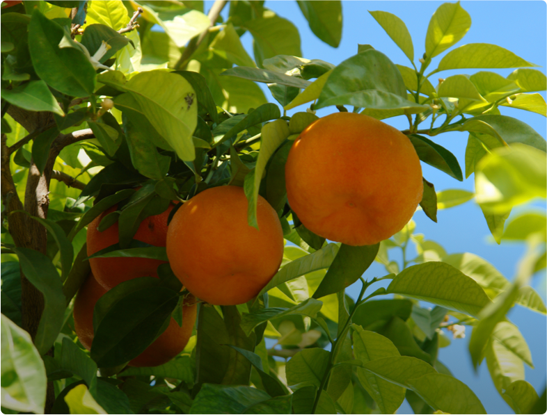 Frutas